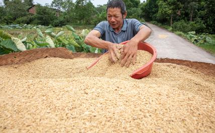 Китайцы вывели рис-мутант, который накормит 1,5 млрд жителей КНР и всех землян