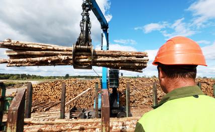 Европа в негодовании: ВТО должна вмешаться и наказать Россию за «фокусы» с древесиной – почему так дорого?